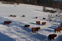 Auch im Winter dürfen die Rinder auf die Weide